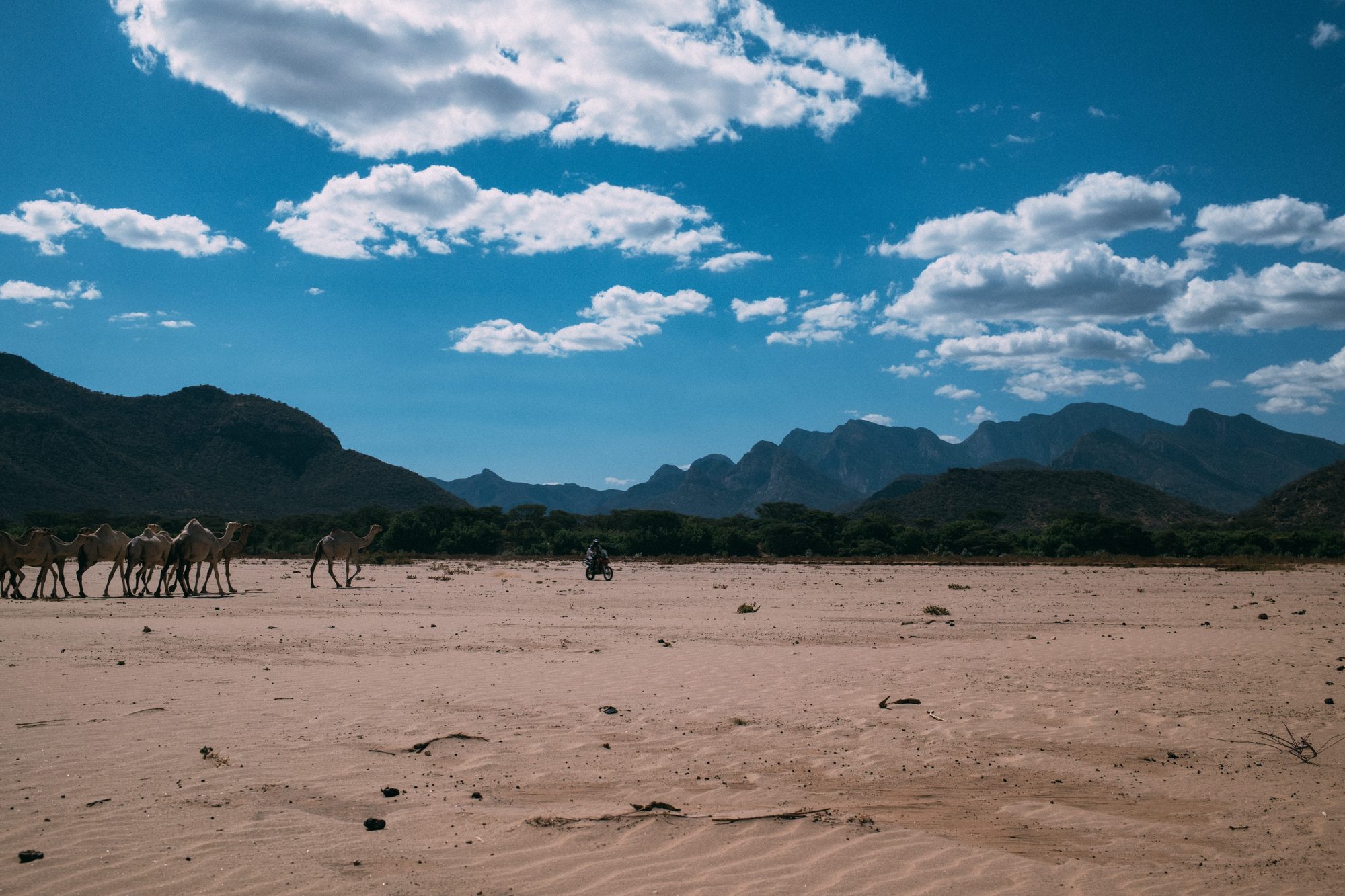 A line of camels crossing a wide lugga, a rider behind them, mountains beyond