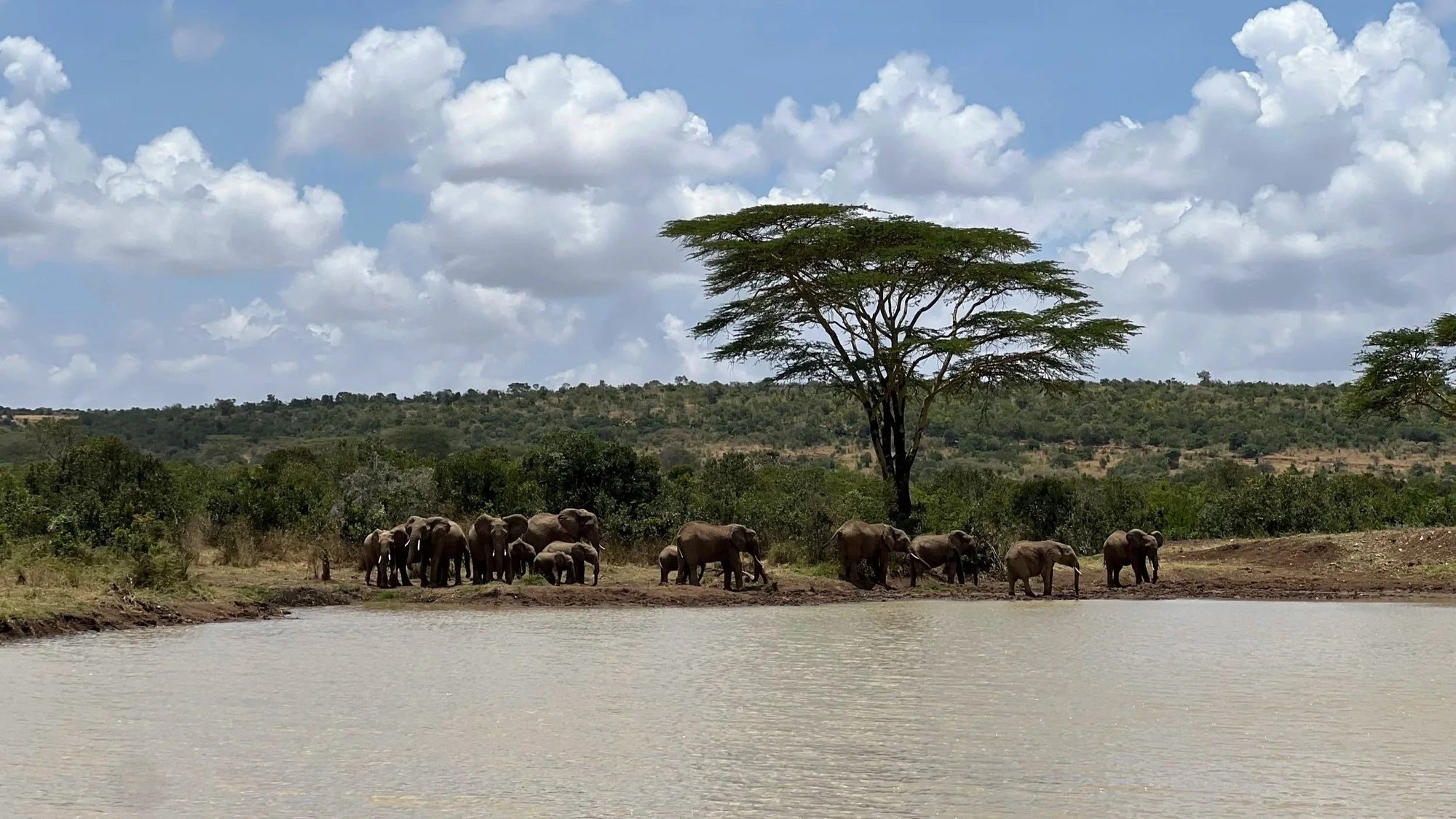 Elephants gathered at a dam on Ol Maisor, Laikipia